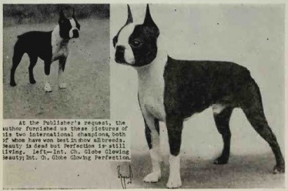 An early Boston Terrier.
